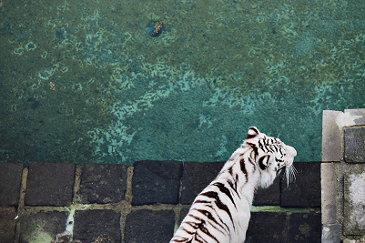 Gallery image for /arthur/images/tiger.png